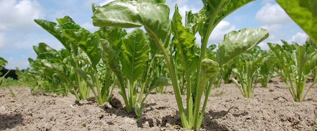 Beet root vegetable seeds